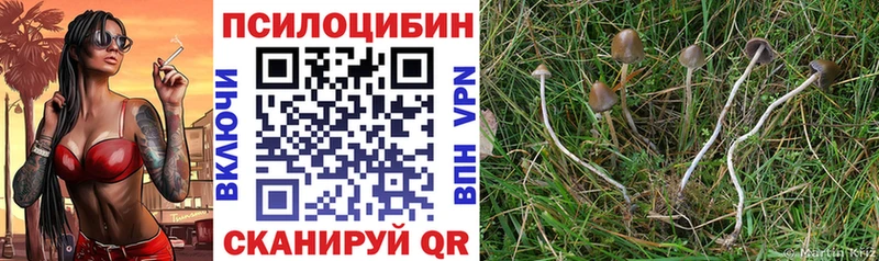 Псилоцибиновые грибы Cubensis Чегем